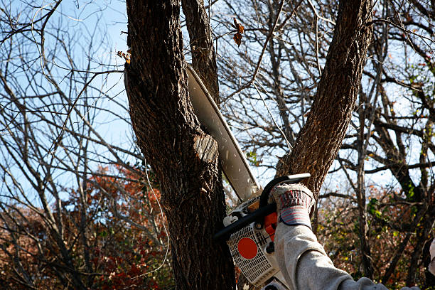 Santa Maria, CA Tree Care Company